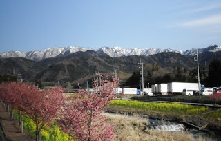 丹沢の山々は深い雪に覆われています。里は春でも、山は冬。画像手前は山麓のオカメザクラです。