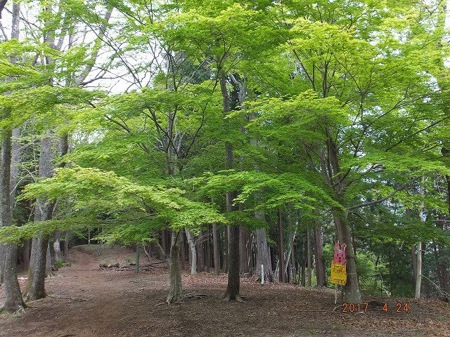 一本松付近から大倉高原のモミジの新緑