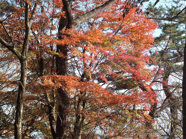 堀山の家付近の紅葉