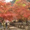大山寺の紅葉の様子