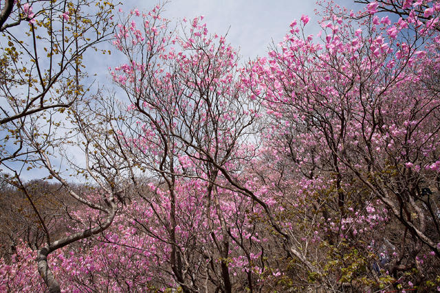 冬枯れの雰囲気の山に ピンク色の花を咲かせるツツジ アカヤシオ Yamaya ヤマケイオンライン 山と渓谷社