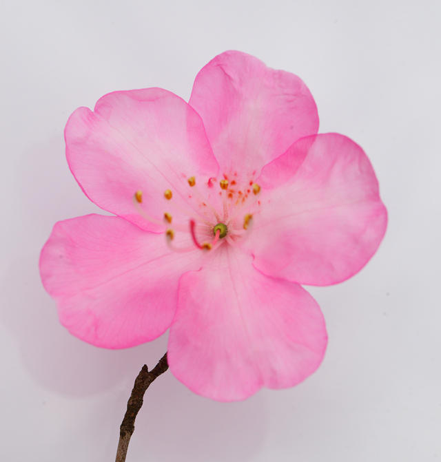 冬枯れの雰囲気の山に ピンク色の花を咲かせるツツジ アカヤシオ Yamaya ヤマケイオンライン 山と渓谷社