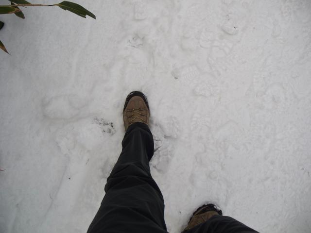 前日の積雪5 10cm 雪と梅の香 筑波山 Yamakei Online 山と溪谷社