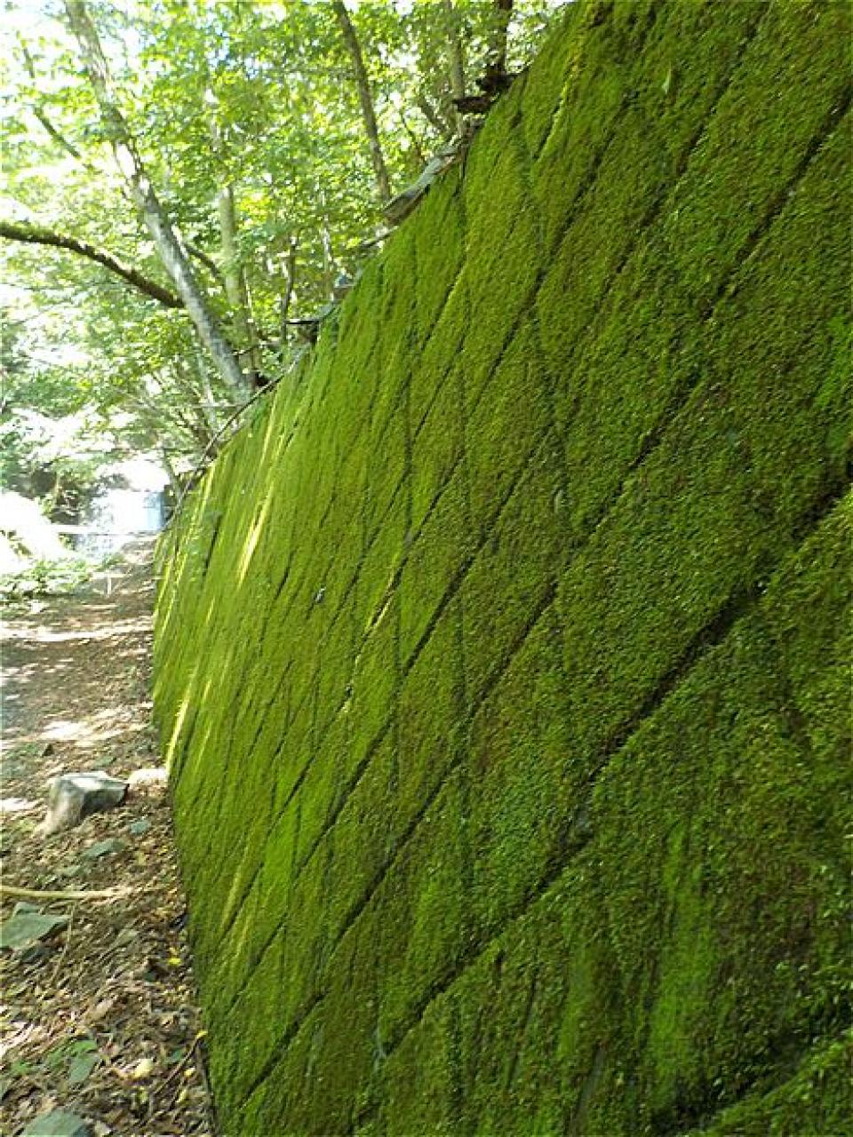 途中の擁壁 苔に全面が覆われて とても綺麗です 古の青梅街道を越えて大菩薩峠 白糸の滝 Yamakei Online 山 と溪谷社