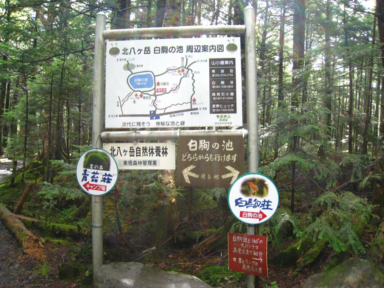 白駒池散策の分岐 青苔荘方面へ にゅう Yamakei Online 山と溪谷社
