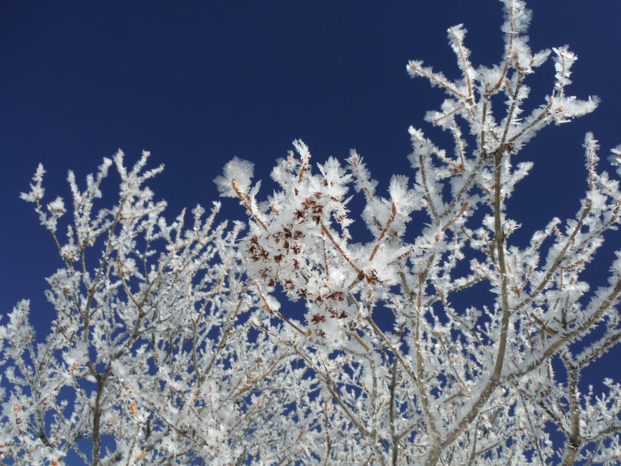 霧氷は 氷の結晶 晴天青空の下で霧氷の花が咲く湯の丸山へ Yamakei Online 山と溪谷社