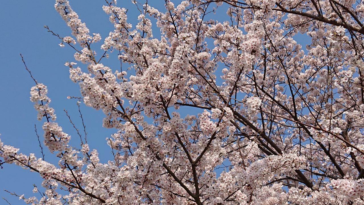 平成最後のお花見登山 二上山 19年4月7日 日 ヤマケイオンライン 山と溪谷社