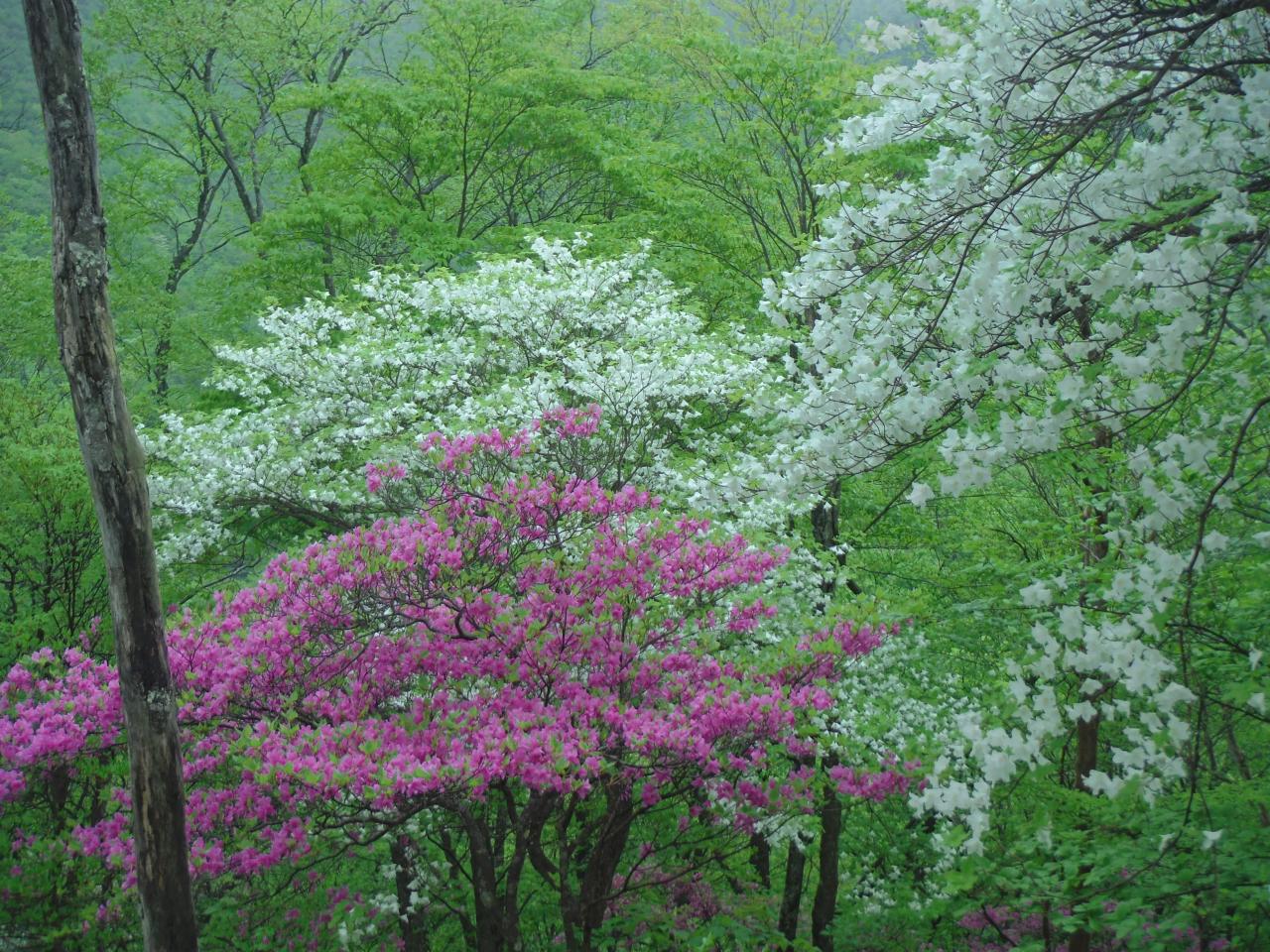 山の斜面を染めるツツジを見に行こう 強く 長く 大きく 美しく咲く花 今 おすすめの山 Yamakei Online