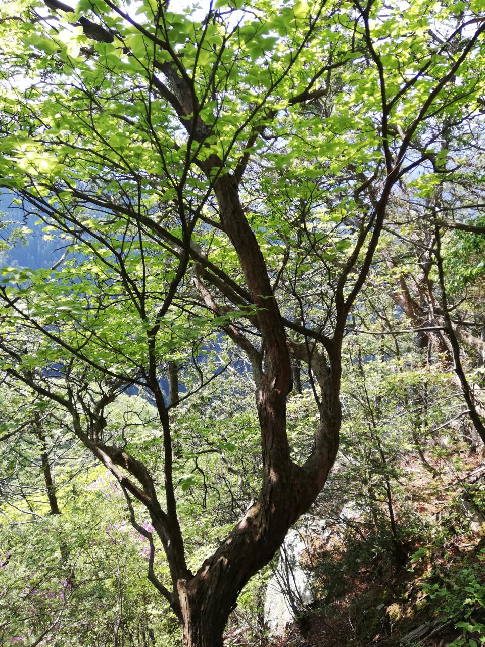 奥多摩のシロヤシオ、こんな処で見～つけた♪ - ゴハンギョウの滝、シロヤシオの広場、御前山、天地山 - 2022年5月4日（水） /YamakeiOnline