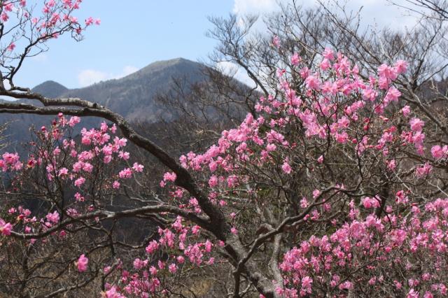 山の斜面を染めるツツジを見に行こう 強く 長く 大きく 美しく咲く花 今 おすすめの山 Yamakei Online