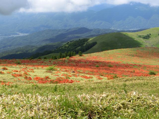 初夏の高原を染め上げる レンゲツツジが咲く山へ行こう 今 おすすめの山 Yamakei Online