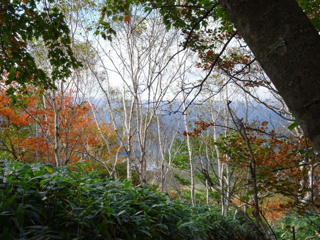 ダケカンバの白い幹が綺麗です シラカバみたいに綺麗な幹 沼原湿原から那須岳へ紅葉狩り Yamakei Online 山と溪谷社