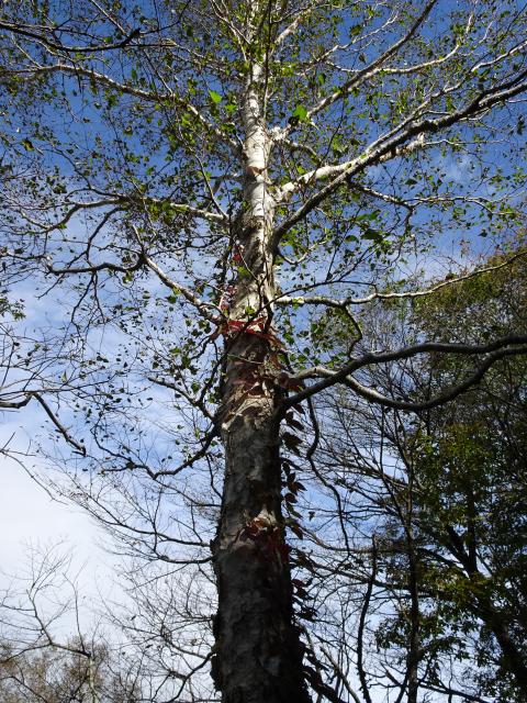 ダケカンバの幹が銀色に輝きます それに絡みつくように真っ赤なツタウルシが這い上がっていきます 沼原湿原から那須岳へ紅葉狩り Yamakei Online 山と溪谷社