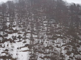 山の木々の根元から雪が融け、やまは網目模様になっています。