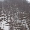 山の木々の根元から雪が融け、やまは網目模様になっています。