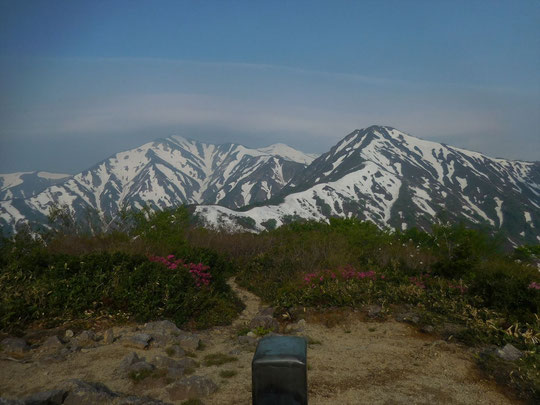 鳥谷山展望台付近はタムシバやツツジが咲いていて春の様子。右奥に小朝日岳、中央左に大朝日岳が望める絶好のビューポイントです。