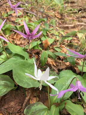 初めて「白いカタクリ」を見つけ感激　中ツル尾根5合目すぎで発見。このあたり春の花がどんどん増えカタクリは登山道両側が紫の絨毯のよう。まさに「花の登山道」に納得。