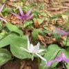 初めて「白いカタクリ」を見つけ感激　中ツル尾根5合目すぎで発見。このあたり春の花がどんどん増えカタクリは登山道両側が紫の絨毯のよう。まさに「花の登山道」に納得。
