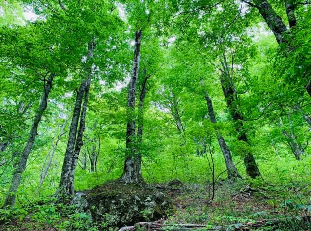 この時期の新緑のブナの森は最高です。機会があればぜひおいで下さい。
