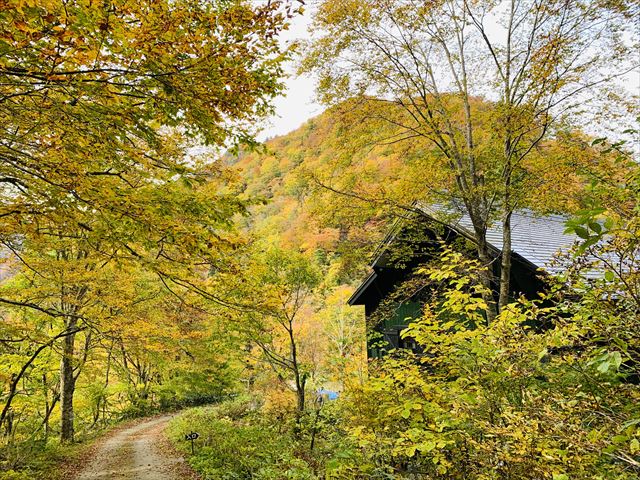 朝日鉱泉周辺の紅葉がピークを迎えています。今年はブナの黄葉が特に美しい。(2022.10.27　朝日鉱泉ナチュラリストの家 )