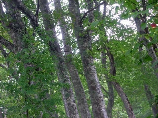 登山道のブナ林はまだまだ緑 