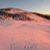 朝焼けの会津駒ヶ岳山頂。ウサギの足跡がたくさん 