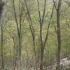 滝沢登山道のヘリポート下　ブナの芽吹きが色濃くなりました。