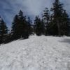 オオシラビソの樹林帯では雪の上を歩きます