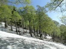 雪上のブナの森がが芽吹きの時を迎えました