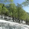 雪上のブナの森がが芽吹きの時を迎えました