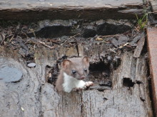 オコジョ　昨年ブナの実が豊作だったため今年はネズミが多く、そのネズミを狙って小屋の中を走り回っています。今や小屋の人気モノです。