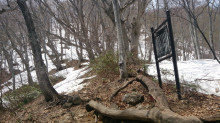 滝沢登山道から上がると営林署の看板あたりから雪道となります。
