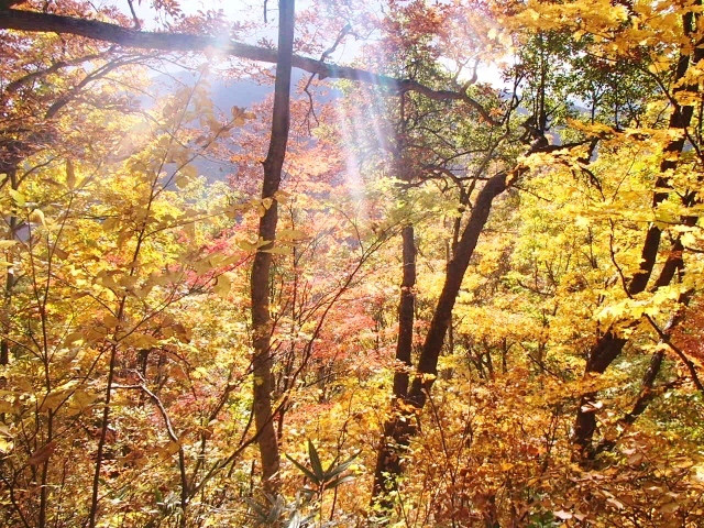 紅葉は滝沢登山道、キリンテ登山道入り口くらいまで下がってきてます。