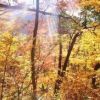 紅葉は滝沢登山道、キリンテ登山道入り口くらいまで下がってきてます。