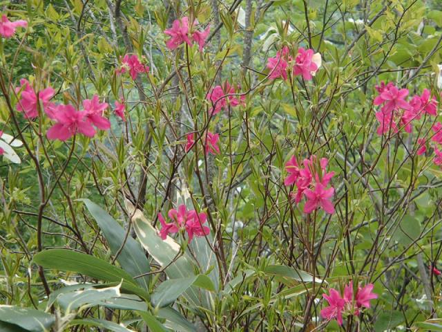 滝沢登山道水場より下では、花も咲いています。