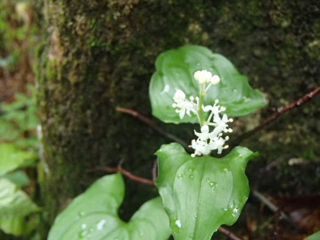 滝沢登山道は水場下までは雪もなく花も咲いています。