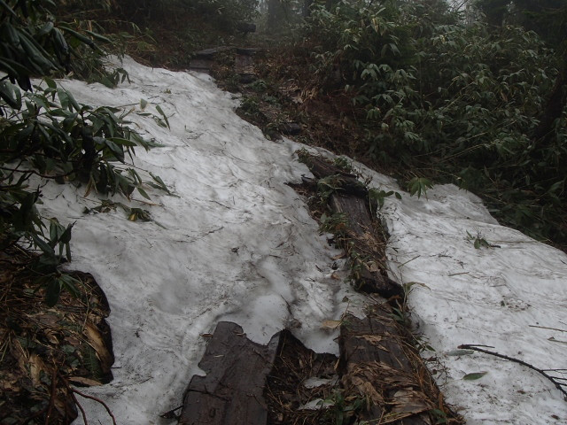 滝沢登山道　木道が出てきて、湿原（標高1940ｍくらい）になるあたりから（ここから駒の小屋到着まで約30分）、雪の上が６割くらい、残り４割くらいは木道となります。