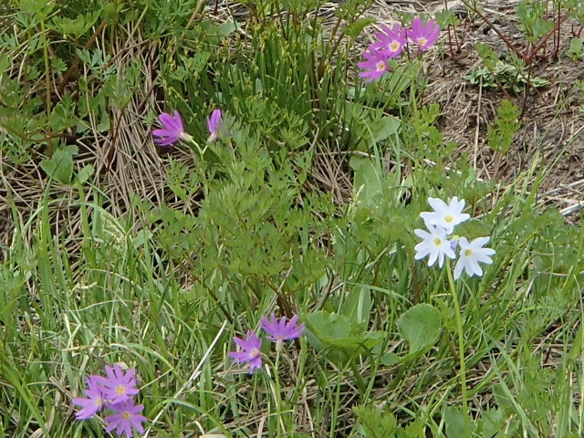 駒の大池北側にハクサンコザクラ白花が咲きました。