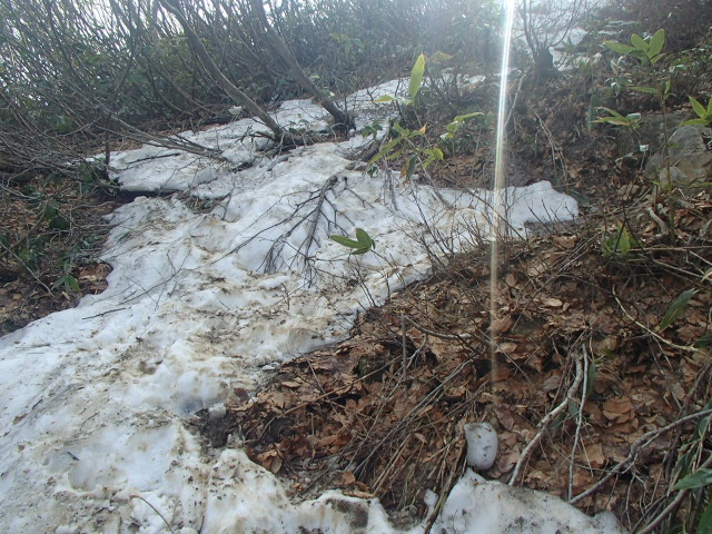 滝沢登山道　１３４０ｍ付近、ヘリポートではまだ雪がありますがまもなく融けるでしょう。