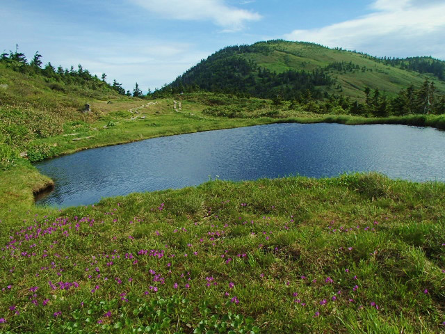 池前のハクサンコザクラ