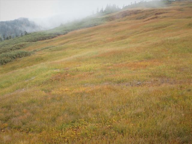 色づく中門岳の草紅葉