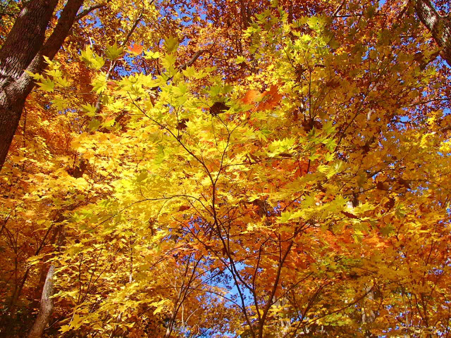 紅葉は登山口近くまで下ってきました。ブナの黄葉がきれいです。