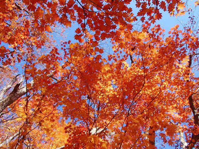 紅葉は登山口近くまで下ってきました。青空に映えます。