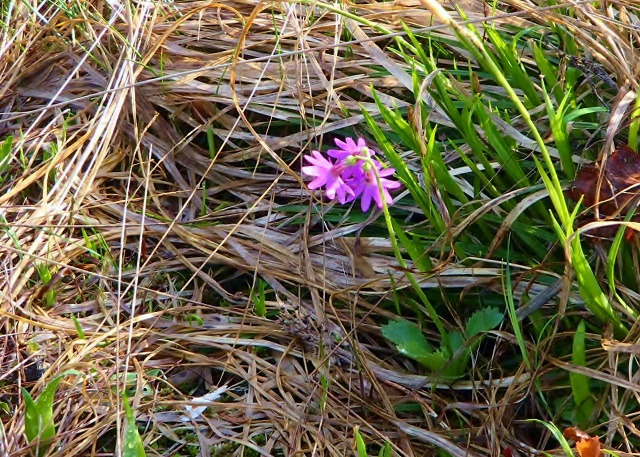 ハクサンコザクラ開花　湿原に入ってすぐのベンチ前でさきがけの一輪が咲きました。　
