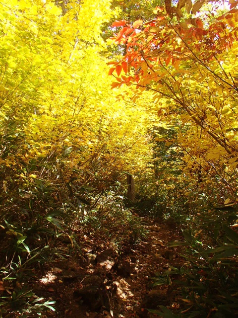 赤や黄色で賑わう会津駒ヶ岳登山道