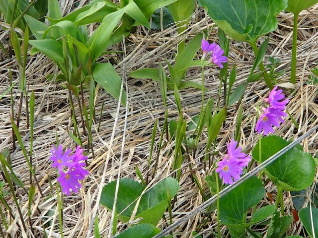 小屋下でハクサンコザクラが咲き始めました(2021.06.30　会津駒の小屋)