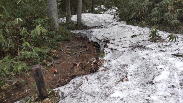 滝沢登山道の水場の上にある「山頂まで2.2kmの標識」。ここからは7割くらいは雪上。赤テープでルート確認を