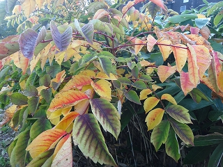 木も少しづつ紅葉してきました。写真はヤマウルシの葉 