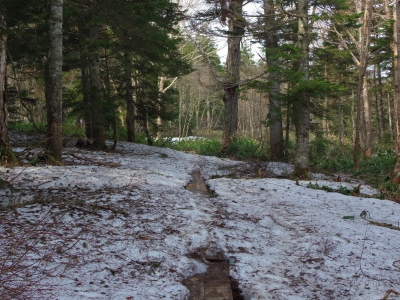 樹林帯に残る雪 