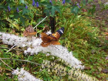 サラシナショウマの花にて戯れてるツマグロヒョウモン蝶。羽先が黒いのが特徴です。 